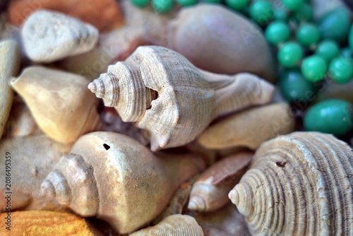Photos Close-up of pagoda shell with natural texture detail