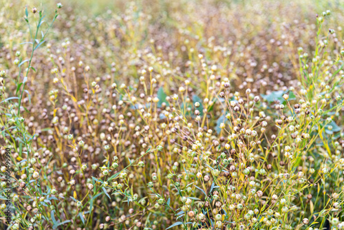фотографія Ripening flax field with mature seed capsules, showcasing Linum usitatissimum cultivated for flaxseed and natural fiber production in agricultural farmland