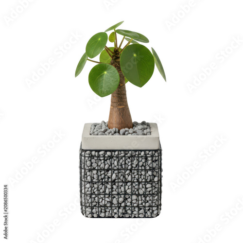 A miniature money plant potted in a modern wire mesh stone container