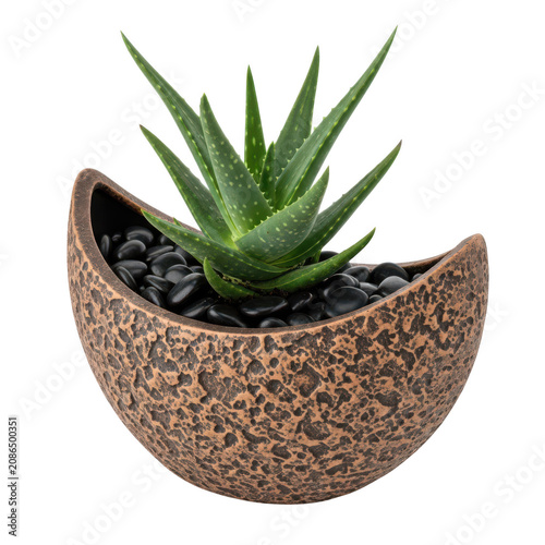 A vibrant green aloe vera plant growing inside a textured crescent planter