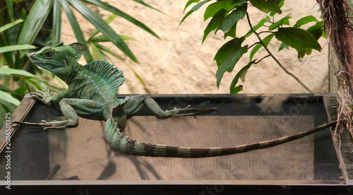 Canvastavla Green Basilisk (Basiliscus plumifrons) Perched in Zoo Terrarium