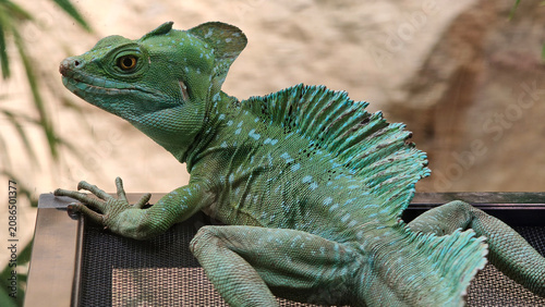 Green Basilisk (Basiliscus plumifrons) Perched in Zoo Terrarium