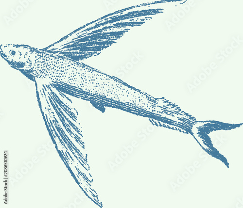 Tableau sur toile Vintage stipple illustration of a flying fish in motion against soft background