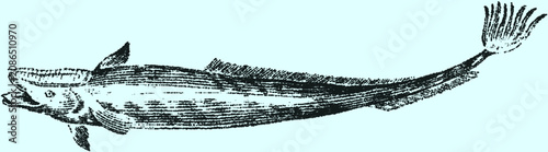 Fotografi Vintage stipple illustration of a long fish with open mouth and detailed fins ag