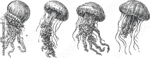 hand drawn jellyfish sketches ocean marine creatures underwater illustrations