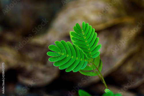 Macro shot of fresh green leaves of a shameplant or sensitive plant, Mimosa pudica