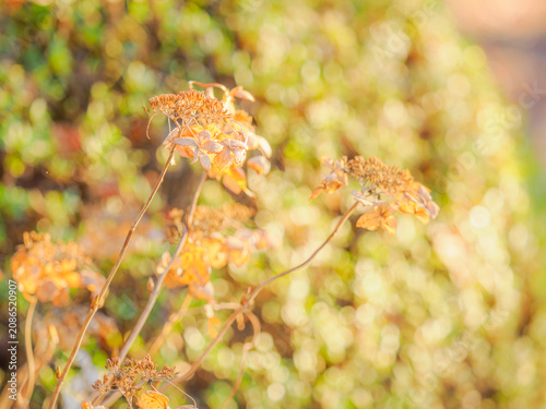 枯れた紫陽花。冬の風景。森に差し込む明るい日差し。玉ボケ。自然風景。