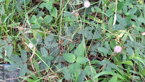 Close up of green lawn grass texture