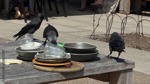 Group of smart jackdaw birds scavenging leftover food from plates on outdoor cafe table.