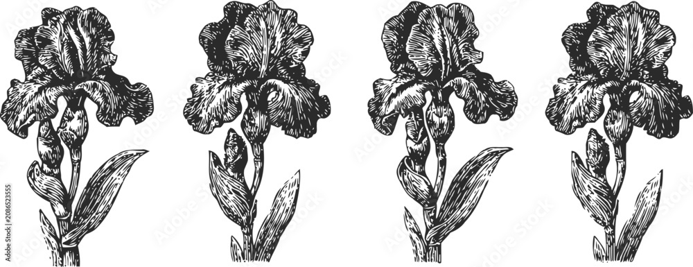 Fototapeta premium hand drawn iris flowers set vintage botanical engraving floral illustration