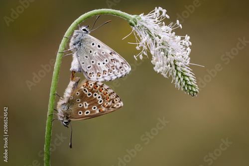 Φωτογραφία Chalkhill Blue Butterfly's paired, Lysandra coridon