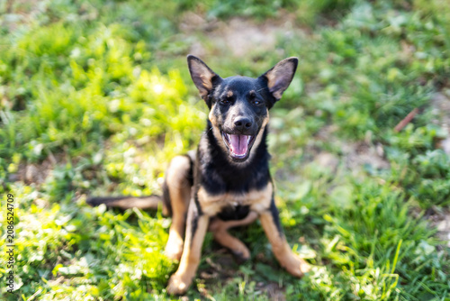 Schilderij op canvas Small black and tan dog sitting on grass and looking directly toward camera with
