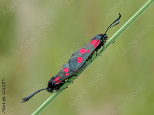 Foto 5-spot Burnet Moths paired, Zygaena trifolii
