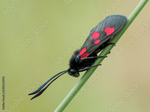 Valokuva 5-spot Burnet Moth, Zygaena trifolii