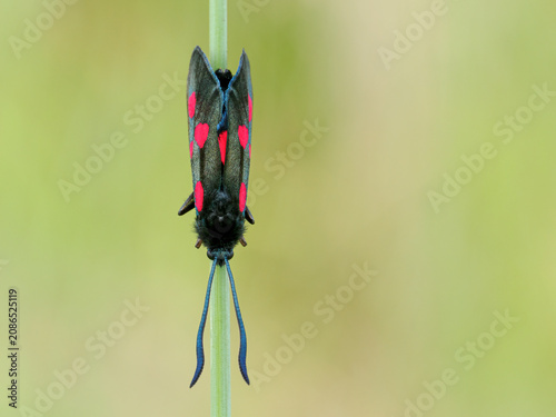 Fotografie 5-spot Burnet Moth, Zygaena trifolii