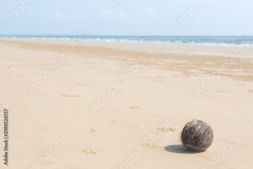 Washed Ashore Coconut Shell on Long Sand Beach