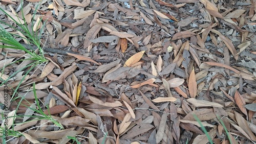 Dry leaves scattered on gravel ground