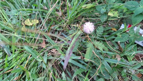 Small white mushroom growing in green grass