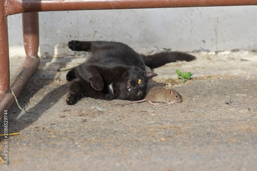 Принти на полотні Black domestic cat playing with a captured mouse on a sunny courtyard