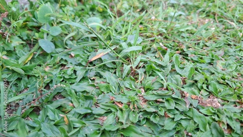 Close Up Lush Green Grass Texture for Nature Background