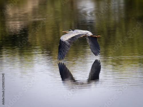Grey heron flying low over calm water with reflection.