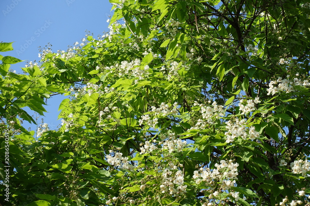 Fototapeta premium White flowers of Catalpa bignonioides tree against blue sky in June