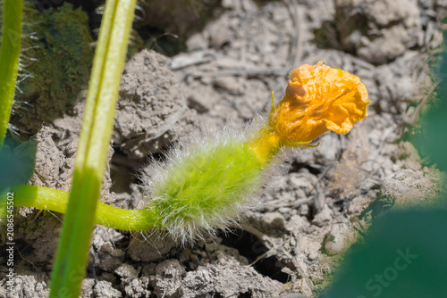 Close up of a small melon ovary in a garden bed