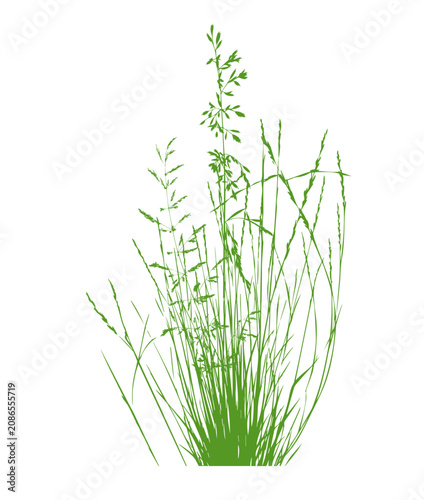 Grass green silhouette vector isolated on white background nature design illustration of grass plant pattern greenery artwork Hand drawn. Not AI, vector illustration.