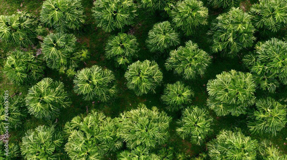 Fototapeta premium Lush tropical foliage aerial pattern