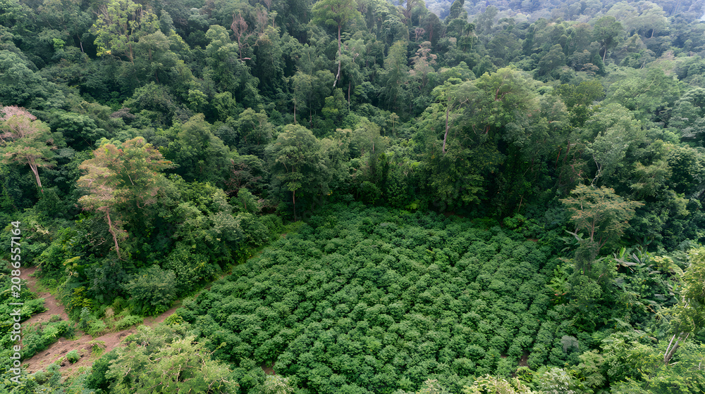Naklejka premium Lush Tropical Forest Canopy