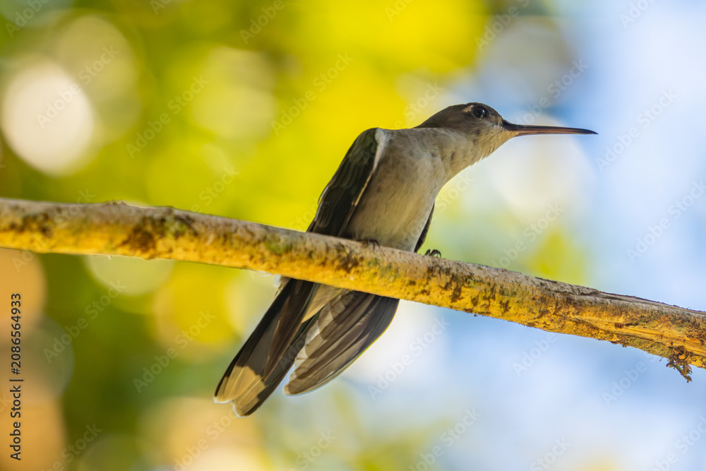 Fototapeta premium Hummingbird perched on a tree branch against a bright blurred green and blue natural background