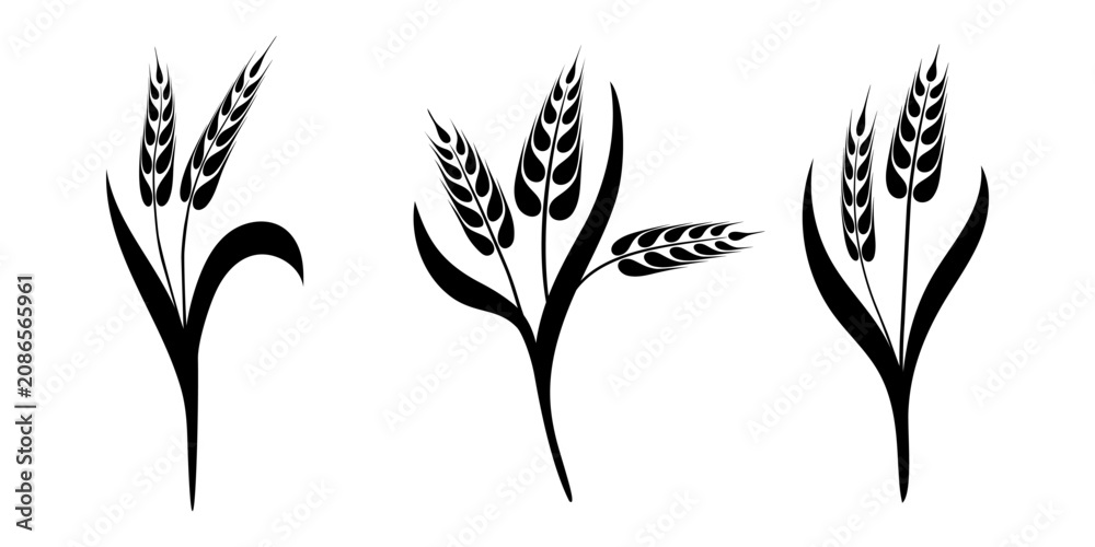 Fototapeta premium Set ears of wheat, rye or barley, agriculture and harvest, black isolated silhouette on white background, vector drawing