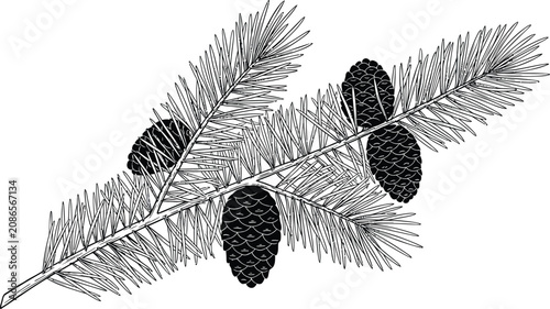 Pine branch, pinecone, black and white, vector illustration, botanical element, nature icon