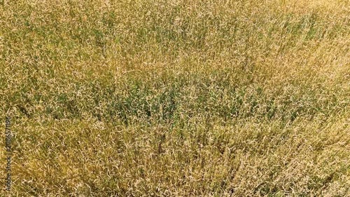 Golden crop field showing textured grains and lush greenery under bright sunlight, aerial view
