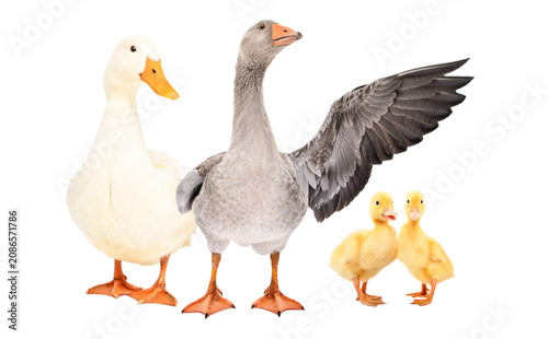 Family of geese standing together isolated on white background