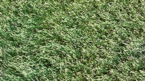 Green grass texture with subtle yellow highlights swaying in gentle breeze under bright sunlight, aerial view