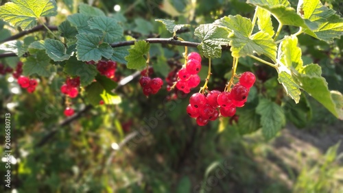 Fotografie Red Currant 6