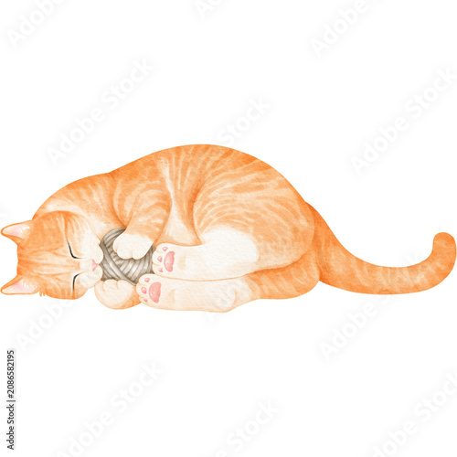cat