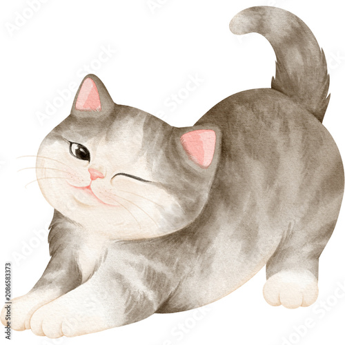 kitten