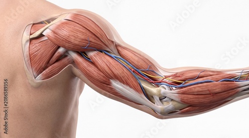 Arm anatomy muscle tendon nerve blood vessel human upper limb medical anatomical biology health science
