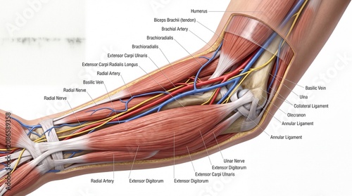 Arm anatomy muscle nerve artery vein ligament elbow forearm human medical diagram detailed