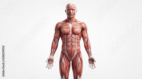 Muscular system male anatomy front view, detailed human body muscle structure, medical illustration, educational, isolated on white background