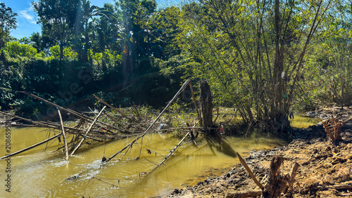 Fotografie Severe soil erosion on a riverbank causing bamboo trees and branches to collapse