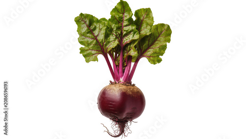 Fotografie Fresh beet with green leaves and rootlets