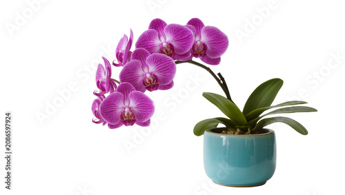 Purple orchid flowers in a turquoise pot