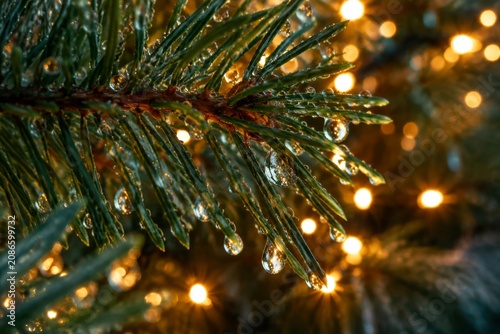 Pine tree branch with water drops and bokeh Christmas lights in background. Macro nature detail of evergreen needles with morning dew. Festive season celebration and holiday atmosphere.