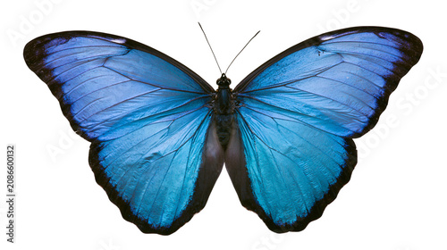 Cuadro en lienzo Vibrant blue morpho butterfly with black edges, isolated on transparent backgrou