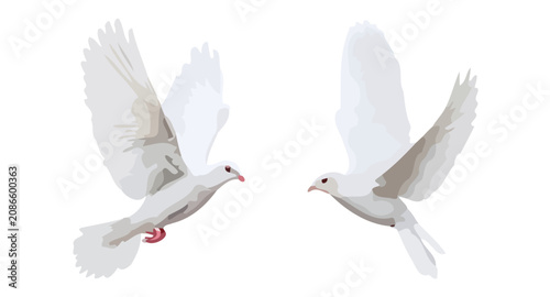 Fényképezés Two white doves flying side by side in mid-air outdoors freely