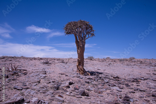 Fotografía Standing defiant against a harsh expanse of stone, a solitary quiver tree anchors the rugged Namibian wilderness