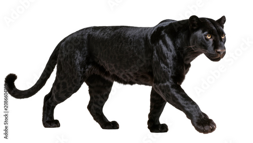 Tablou pe pânză Black panther walking with yellow eyes and spotted fur